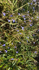 Lobelia erinus