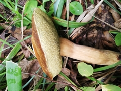 Boletus aereus
