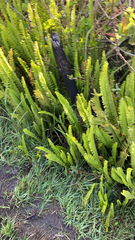 Nephrolepis cordifolia