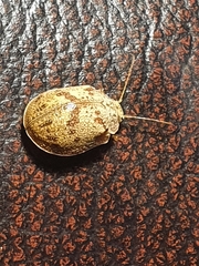 Paropsis charybdis