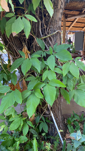 Syngonium podophyllum image