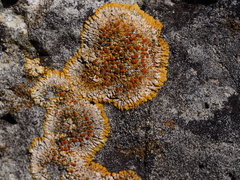 Variospora flavescens