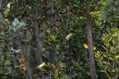 Rhododendron oreites