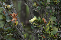 Rhododendron oreites