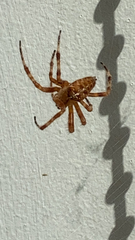 Araneus diadematus