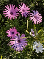 Dimorphotheca ecklonis