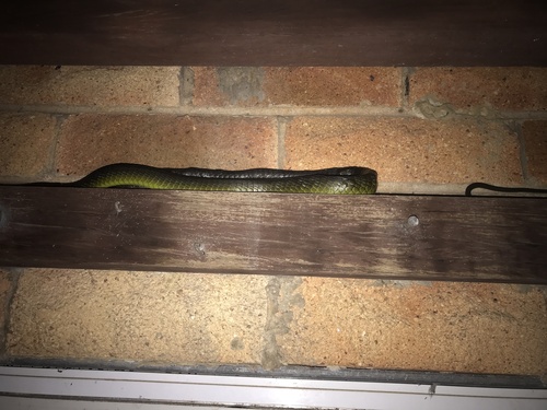 Common Tree Snake sighting
