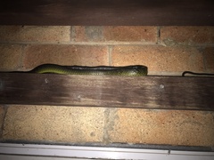 Dendrelaphis punctulatus