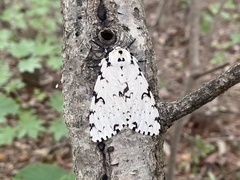 Lymantria dispar