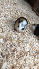 Cavia porcellus