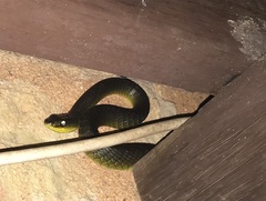 Dendrelaphis punctulatus
