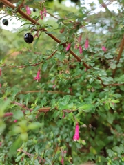 Fuchsia