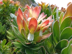 Mimetes fimbriifolius