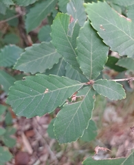 Quercus serrata
