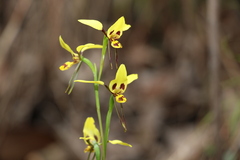 Diuris sulphurea
