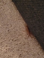 Scutigera coleoptrata