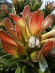 Mimetes fimbriifolius