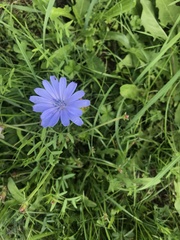 Cichorium intybus