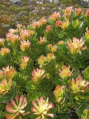 Mimetes fimbriifolius