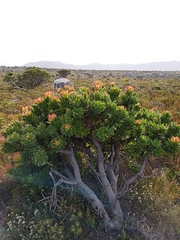 Mimetes fimbriifolius