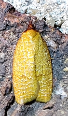 Sparganothis distincta