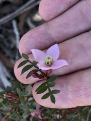 Boronia floribunda