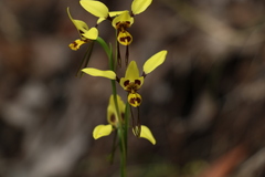 Diuris sulphurea