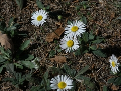 Bellis sylvestris
