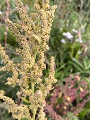 Chenopodium