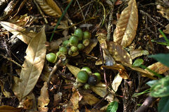 Lithocarpus brevicaudatus