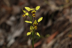 Diuris sulphurea