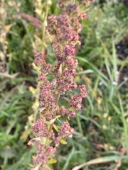 Chenopodium