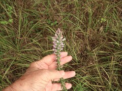 Liatris elegans elegans