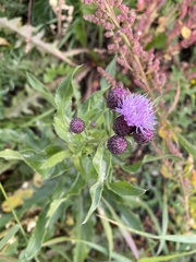 Cirsium arvense integrifolium