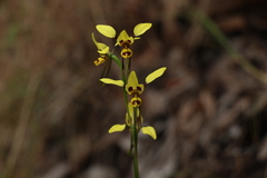 Diuris sulphurea