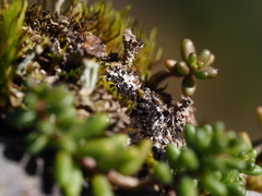 Cladonia symphycarpa