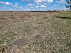 Nannospalax leucodon