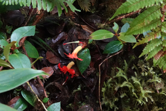 Rhododendron christi