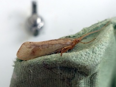 Limnephilus