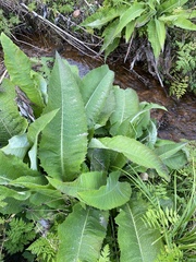 Cirsium helenioides