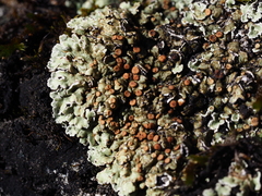 Squamarina cartilaginea