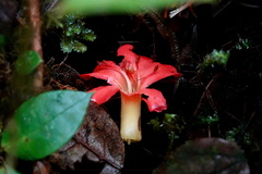 Rhododendron christi