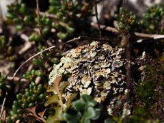 Squamarina cartilaginea