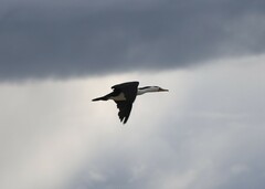Phalacrocorax varius