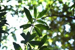 Quercus sessilifolia