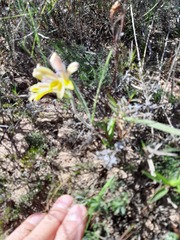 Babiana patula
