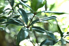 Quercus sessilifolia