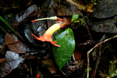 Rhododendron christi