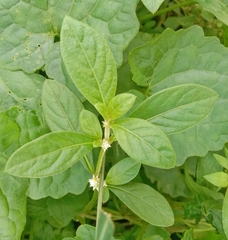 Alternanthera ficoidea