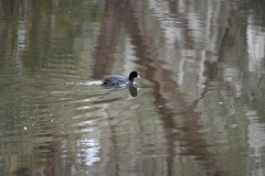 Fulica atra australis